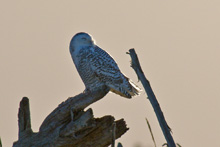 Snowy Owl